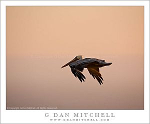 PelicanFlightSunset20080902