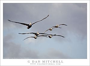 PelicanFlockPointLobos20090125