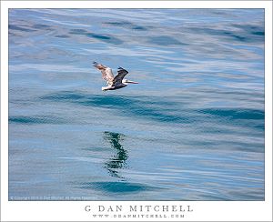 Pelican, Reflection