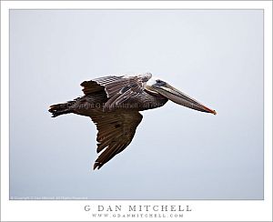 PelicanSoloFlight20100515