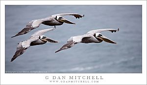 PelicanTrioInFlight20100515