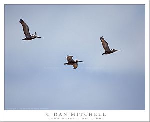 Pelicans 3 BlueSky20110530