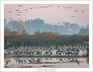 Cranes Before Sunrise