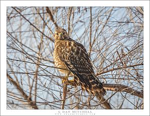 Red-Shouldered Hawk