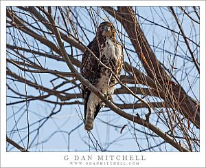 RedTailedHawkMNWR20140101