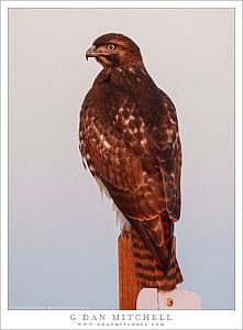 Red-Tailed Hawk