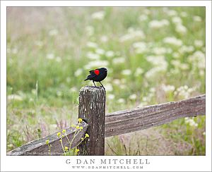 RedWingBlackbirdFencePost20090418