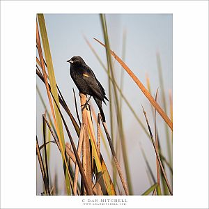 Red-winged Blackbird