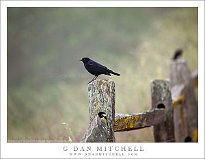 RedwingBlackbirdMaleFence20090418