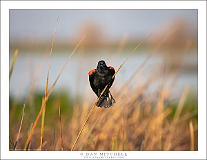 Redwing Blackbird