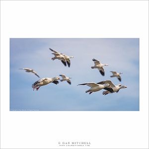 Ross's Geese in Flight