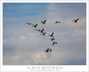 Ross's Geese, Clouds