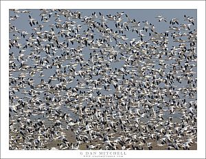 Ross's Geese in Flight