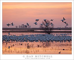 RossGeeseFlockMarshEvening20140101