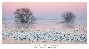 Geese, Pond, Dawn Sky