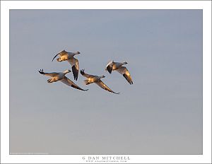 Quartet of Geese