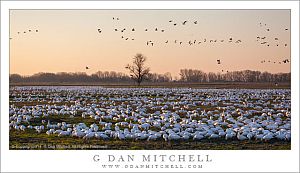 Ross's Geese, Evening