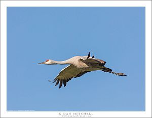 Sandhill Crane, Blue Sky