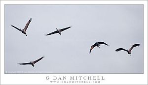 Sandhill Cranes in Morning Flight