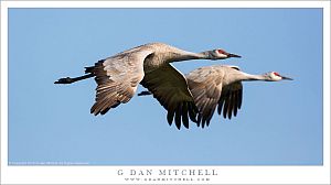 Two Sandhill Cranes in Flight