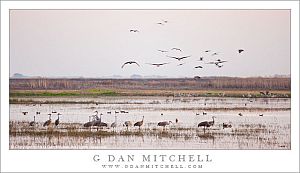 SandhillCranesEveFlyInWoodbridge20131101