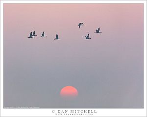 Cranes, Sunrise