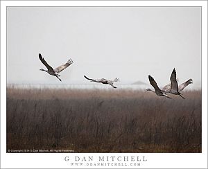 Four Sandhill Cranes