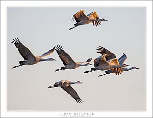 Sandhill Cranes, Morning Light