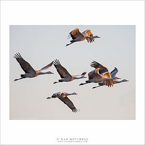 Sandhill Cranes, Morning Light