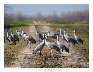 Sandhill Cranes, Rural Road