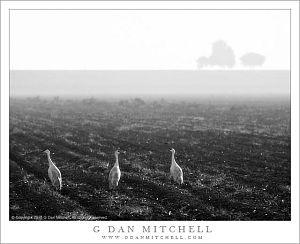 SandhillCranesThreeMorningFieldBW20131101