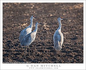 SandhillCranesThreeStandingCentralValley20131101