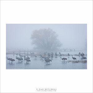 Sandhill Cranes and Tree, Tule Fog