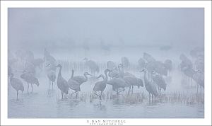 Sandhill Cranes, Tule Fog