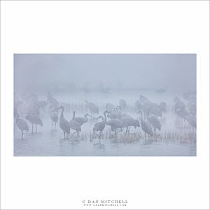 Sandhill Cranes, Tule Fog