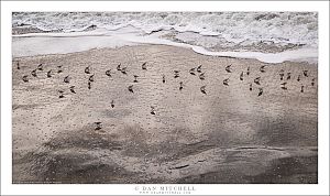 Sandpipers and Surf