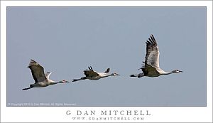 Three Lesser Sandhill Cranes