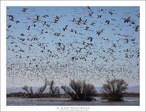 Seen Any Geese?