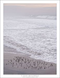 Shorebirds, Winter Surf