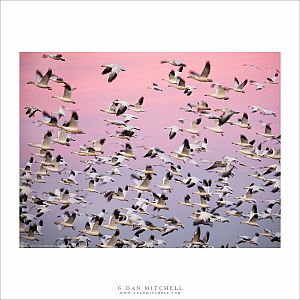 Geese in Flight, Winter Sky