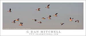 Snow Geese, Sunset Light