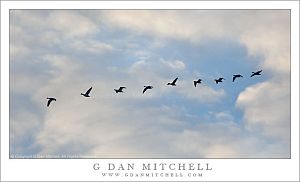 SnowGeeseFlockFlightCloudsMNWR20110221