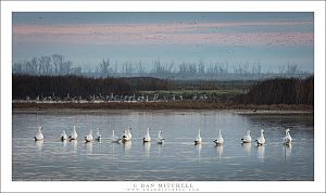 Snow Geese, Wetland Pond