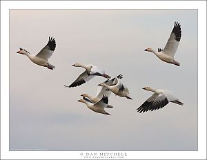 Snow Geese In Flight