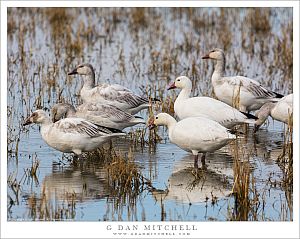 Snow Goose Variations