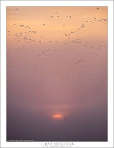 Sunrise, Fog, And Birds