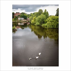 River Severn Swans