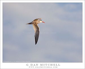 Tern in Flight