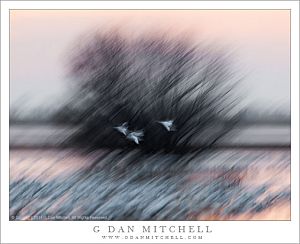 ThreeBirdsWinterMotionBlur20140101