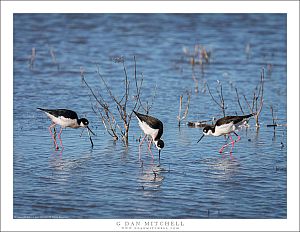 Three Black-Necked Stilts